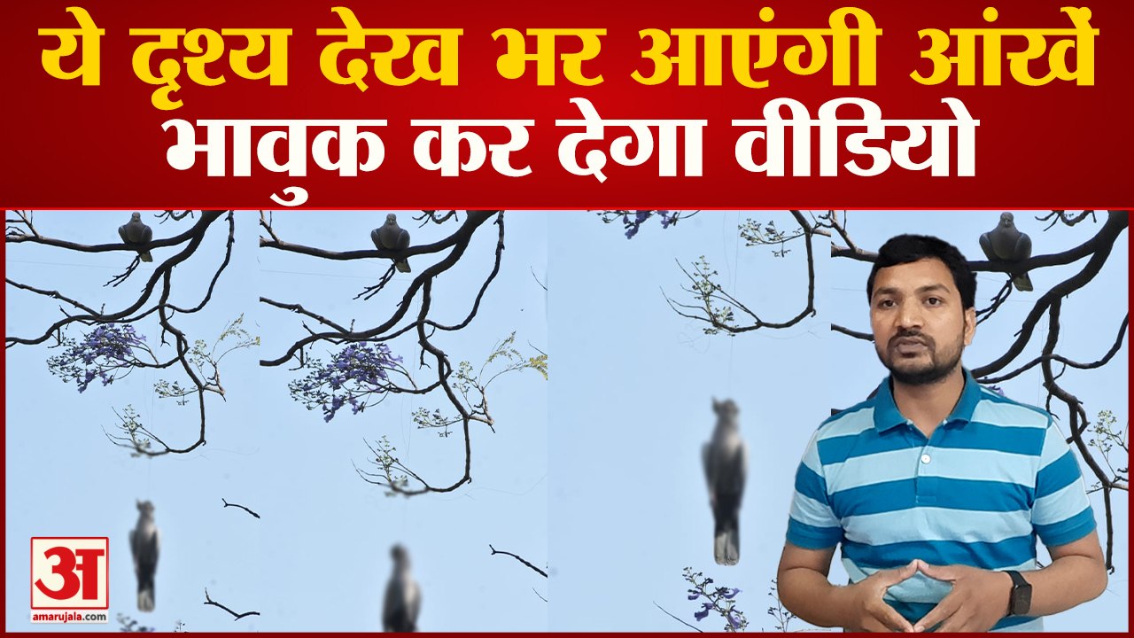 जीवन की डोर काट रहा चीनी मांझा: ये वीडियो देख हर आंख हुई नम, कब तक यूं ही दम तोड़ते रहेंगे बेजुबान?