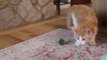 Cat Takes Out Broccoli From Bag and Treats It Like Ball