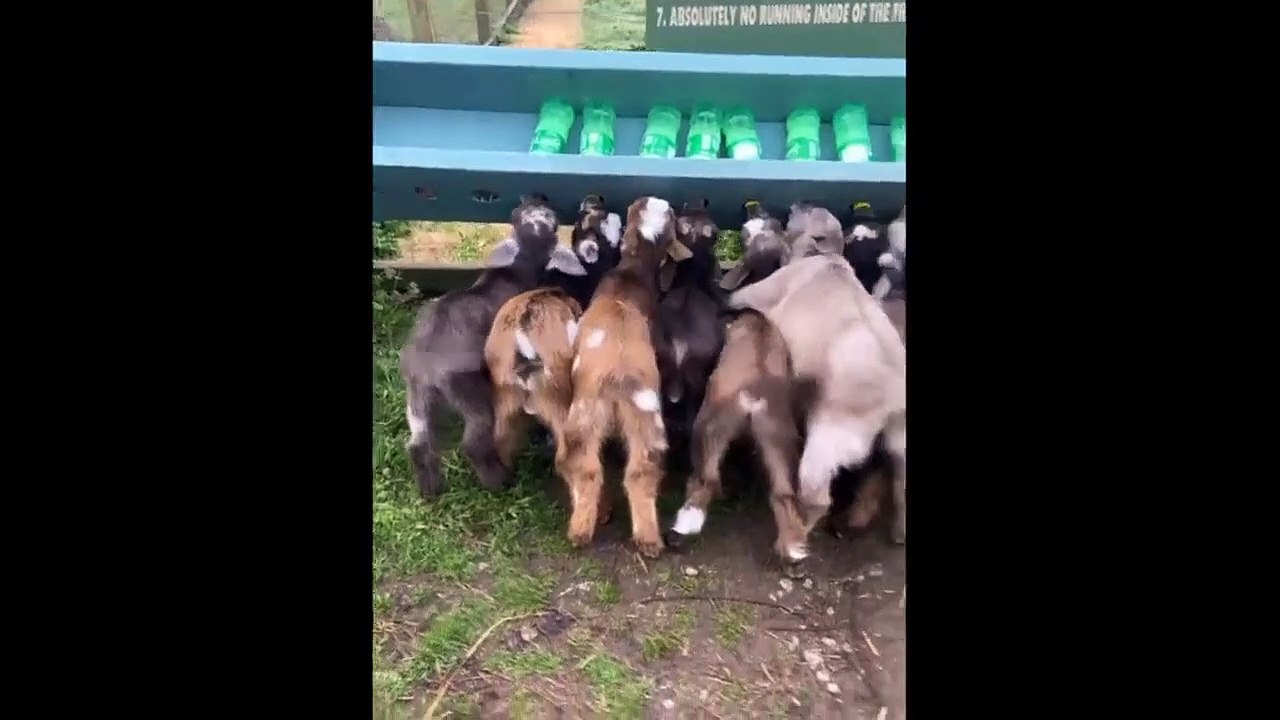 Cat and dog funny moment