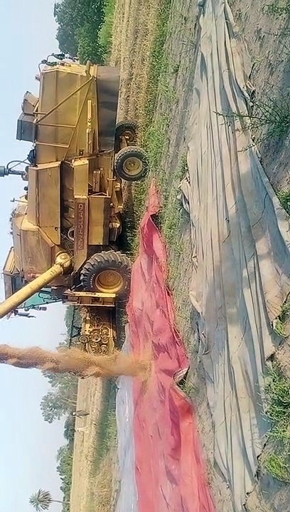 ماشاءاللہ نیو گندم 2023