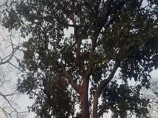 वनों में सिमट गया अब रोजगार का पत्ता, शाहाबाद कंजर्वेशन रिजर्व घोषित होने से लगी रोक