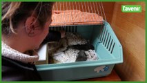Deux bébés renards recueillis au centre CREAVES d'Andenne