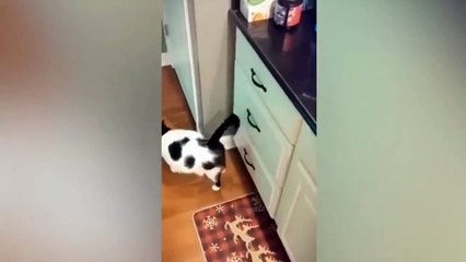 best cat funny video#rehmanofficial # # #trendingvideo