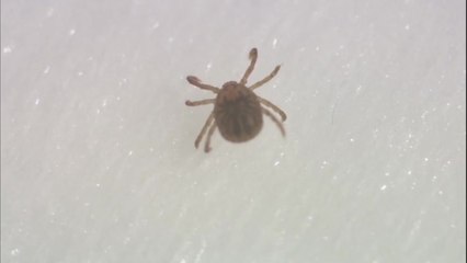 올해 첫 SFTS 사망자 발생..."야외활동시 진드기 주의" / YTN