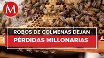 Crimen organizado roba colmenas de abejas en Edomex, reportan 6 mdp en perdidas