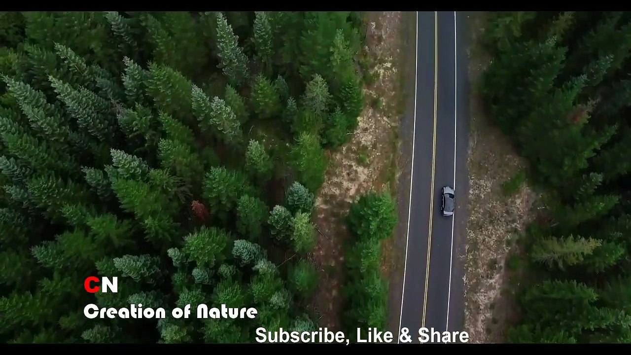 Roadway between Beautiful Greenery Short Video