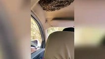 Un hombre conduce con cientos de abejas dentro de su auto: el vídeo viral que causa furor en China