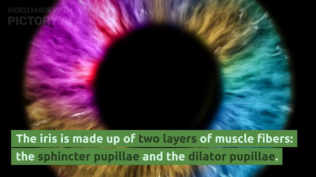 DEFINE HUMAN EYE AND ITS STRUCTURE WITH FUNCTION OF EYE