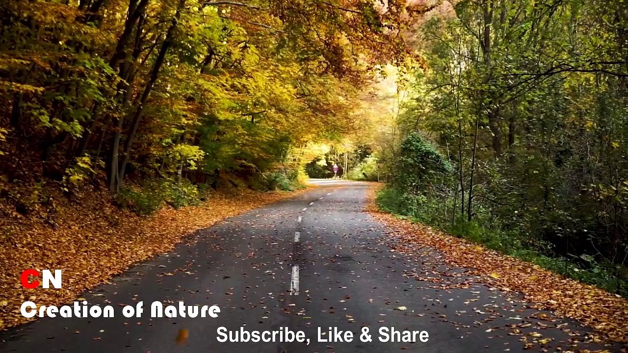 Leaves Falling Down Scenery