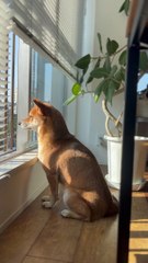 Shiba Inu Sings With Sirens