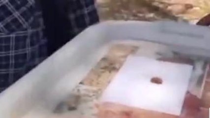 काजू बादाम खिला कर पढ़ाया नियमों का पाठ- वीडियो हुआ वायरल