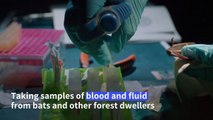 Mexican scientists detect disease in the jungle to prevent future pandemics