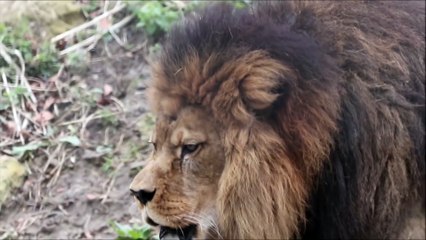 Beautiful Male Lion Roaring. Amazing video.