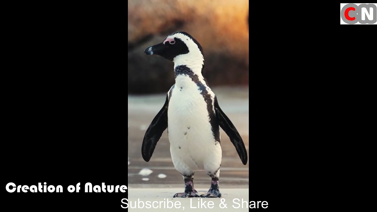 Penguin Enjoying on the Beach