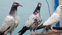 Best Of Home Breeder Baby Pigeons 100% Resulted Baby Pigeons -Pigeons Gallary