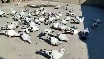 Ma Sha Allah a Beautiful Video Of A friend ,Best Setup Pigeons -Pigeons Gallary