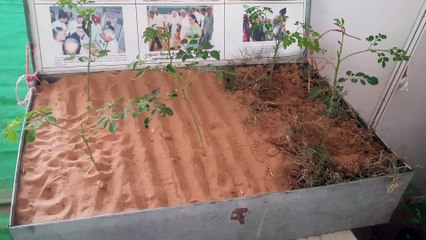 गजब ! एक लीटर पानी से उगा रहे पेड़