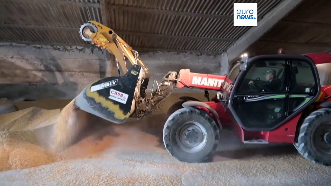 Niedrigere Getreidepreise - FAO-Index sinkt um 20%