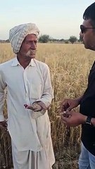 In Hanumangarh, the team went to the fields and took samples of wheat, farmers are worried due to fading of shine