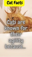Cat Facts Shorts You Didn't Know
