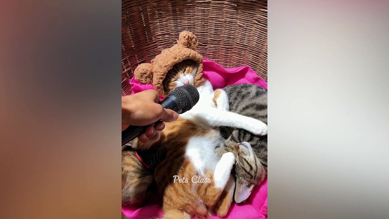 Funniest Animals -- Funny Dogs and Cats Videos 2023 ---- Part 6(720P_HD)