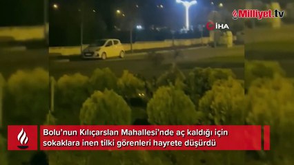 Aç kalan tilki Bolu sokaklarına indi