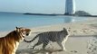 Dubai beach | romantic | tigers
