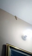 छिपकली ने झपटा मारकर काट खाया