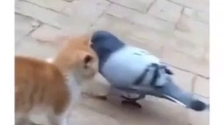 Cat and pigeon fight , billi Aur kabutar ki larai