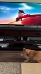 مشاهد رائعة ومضحكة قطة صغيرة تخاف من أسد التلفزيون وأخرى تصرخ بشكل مجنون