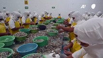 Zozobra en fincas camaroneras de Honduras ante fin del comercio con Taiwán