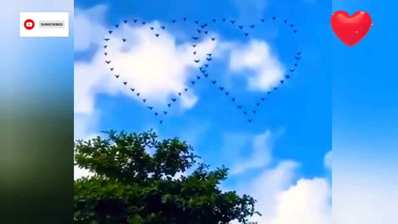 Flying birds silhouettes in shape of a heart ❤️ Sunset 