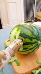 #what The cat wore socks