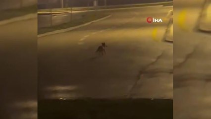 Aç kalan tilki Bolu sokaklarına indi