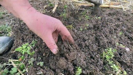 دودة الأرض المعرّضة لخطر الانقراض... عنصر رئيسي في التنوّع البيولوجي