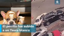 Así fue el robo del bulldog francés de la activista Majo Martínez en la México-Querétaro