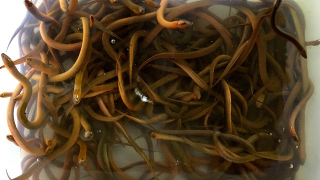 Invasive Asian Swamp Eels Spreading In The Everglades, Decimating Native Crawfish
