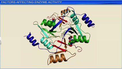 4.Factors affecting enzyme activity
