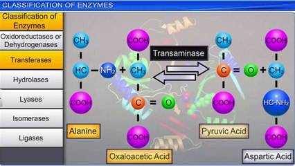 5. Understanding Enzyme Classification for CBSE Class 11 Biology 📚