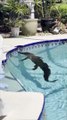 شاهد: إخراج تمساح من مسبح أحد سكان ولاية فلوريدا