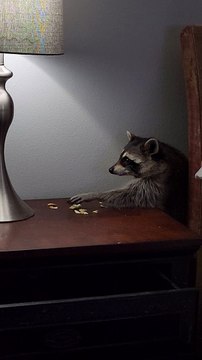 Raccoon Sneaks Snacks