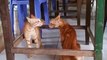 Cats Fighting and Meowing / These Two are Bloody Brothers / Viral Cat
