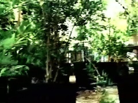 Insects - L'Attaque des fourmis géantes Bande-annonce (EN)