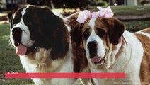 Lassie, Beethoven Y MÁS: estos son los perros más populares de la pantalla
