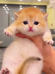 Cats comedy compilation funny moment  #cat #catreaction#funny #viral #trending