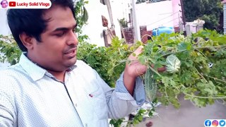 घर के छत पर उगाया करेला खाने में बहुत अच्छा लगा | Lucky Solid Vlogs | Gorakhpur Vlog