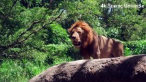 Amazon Wildlife In 4K - Animals That Call The Jungle Home  Amazon Rainforest | Scenic Universe