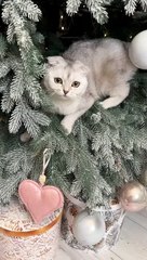 Have you already decorated the Christmas tree_#cat