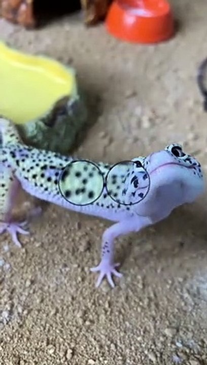 Hello#gecko