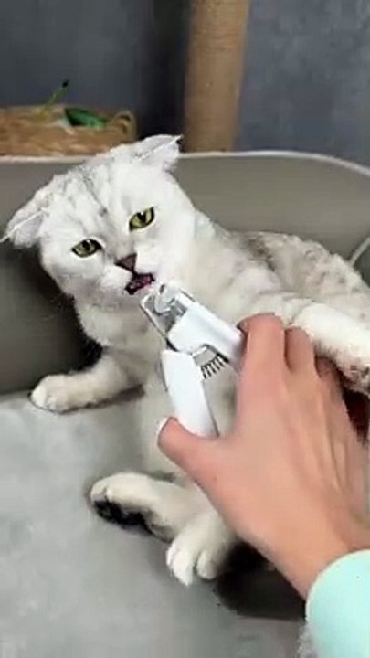 How to trim your cat's claws#cat